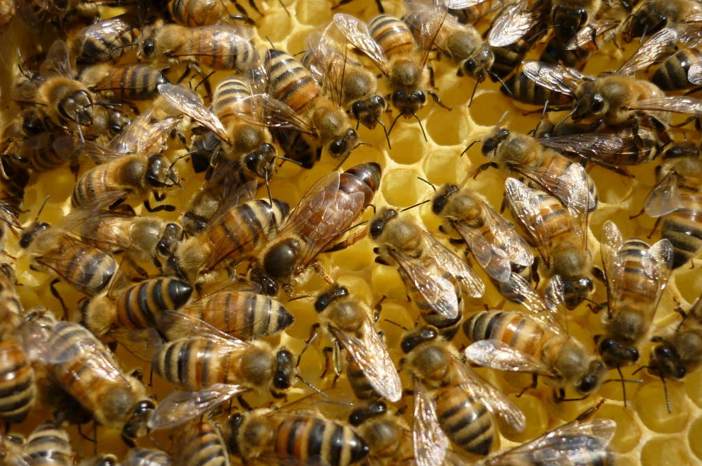 Corso api regine